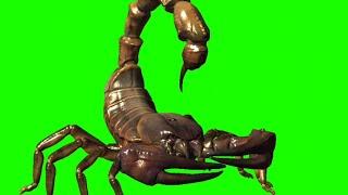 Scorpion Green screen | Scorpion animation video | No Copyright free green screen