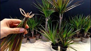 How to grow Dracaena plants from cuttings