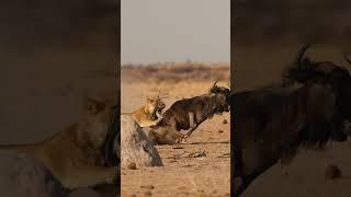 Epic hunt! Lioness & Wildebeest #wildlife  #naturephotography #nature