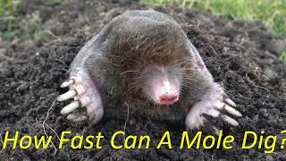 How fast can a mole dig?