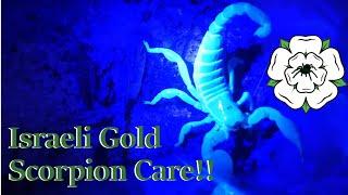 Scorpio maurus (Israeli Gold Scorpion) Care Guide!!