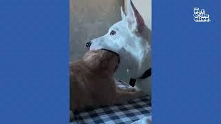 FUNNIEST Cats vs Dogs | The ULTIMATE Compilation 2023 