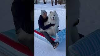 Everyone wish Dan a very Happy Father’s Day (best dog dad award) #dog #samoyed