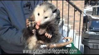 Oppossum Playing Possum Avoids Attacks