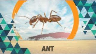 Army of ants (Formicidae)