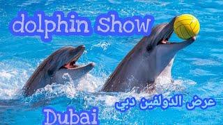 عرض الـ دولفين | عرض الدلافين دبي   dolphin show in dubai 