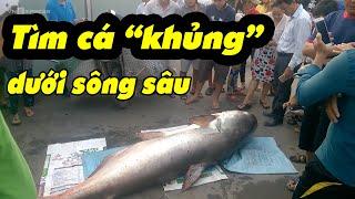 Săn cá hô sông Mekong: Tìm cá "khủng" dưới sông sâu