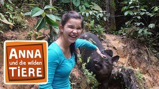 Ein Tapir geht baden | Reportage für Kinder | Anna und die wilden Tiere