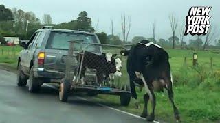 Desperate cow chases after her calves on their way to slaughter | New York Post