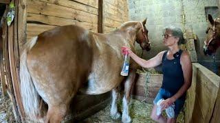 IS LADY EVER GOING TO FOAL???! // Haying with Draft Horses #645