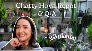 Chatty Hoya Repot & Answering Your Questions 