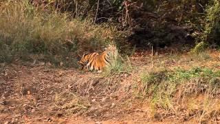 Tiger-Stalking