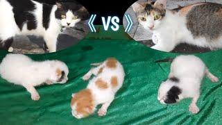 Kawin Silang Kucing Kampung dan Anggora/ Persia - Kucing Melahirkan