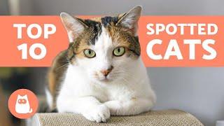 10 SPOTTED CAT BREEDS  Cats With Spots