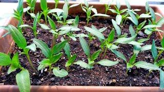 No More Buying Seedlings You Can Grow Pepper Seedlings Yourself How to Grow Pepper Seedlings