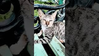 #short video #cat# Manza Billi ||#majra #billieeilish 