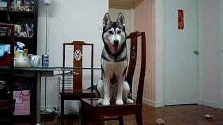 fafa learns to sit on a chair--SDC17593