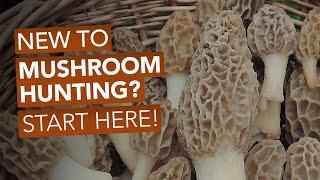 New To Mushroom Hunting? Start Here!