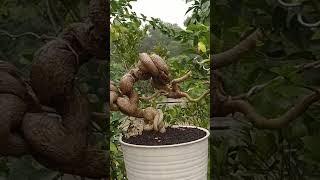 Inspirasi Bonsai Sancang Pelintiran #013 #shortsvideo #trendingshorts #bonsai #belajarbonsai