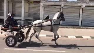 Steel Dragon Horse Islamabad