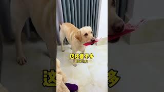 【旺仔很忙wangzai is busy】这狗子还挺难糊弄的That's a hard dog to fool.