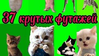 Редкие ФУТАЖИ с мемными котами. Коты на зелёном фоне. Часть 1. Больше футажей в моём телеграм канале