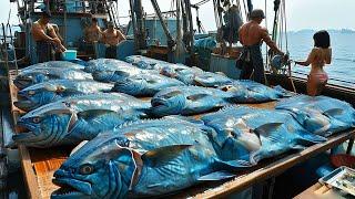 Large-Scale Fishing in Japan - The Mystery Behind Tons of Tuna Landing in Processing Plants