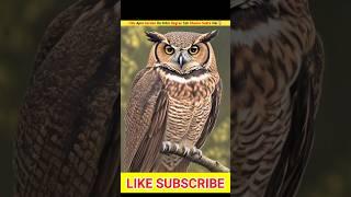 Ullu Apni Gardan Ko Kitni Degree Tak Ghuma Sakta Hai #facts #shortsfeed #short #shorts#shortvideo