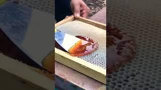 Amazing | Honey Harvesting | Farm Honey #shorts #short #viral #video