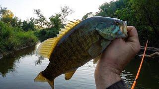 Catching TROUT and BASS with a NED RIG