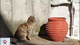 The wise old cat that lives in a yard