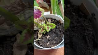 Dorm room plant tour