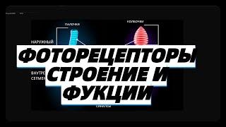 ФОТОРЕЦЕПТОРЫ строение и функции ЕГЭ