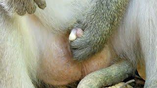 feelings How King Monkey Make Oral Mating