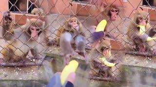 Monkeys angry over not eating bananas#animals#monkey#funny