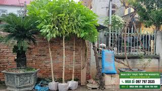 3 cây hoàng lan đánh cho khách - Nhà vườn Hula Trees