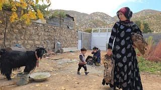 Caring for Neighbor's Pets: Shahla's relentless efforts to educate her children and build a home.