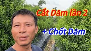 Đào Tết - Cắt dăm lần 2 cho cây đào già - Vườn Nhà Bon (p98)#daotet #vuonnhabon