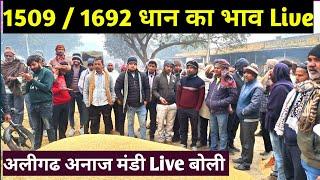 1509 धान का भाव जाने Live || aligarh mandi/ 1509 dhan ka bhav || 1692 dhan ka bhav