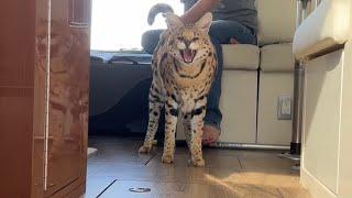 Chloe the Serval Hissing Compilation