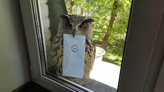 Harry Potter - Owl delivers Hogwarts acceptance letter with music