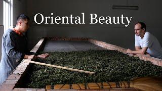 Making oriental beauty in a natural oolong tea plantation