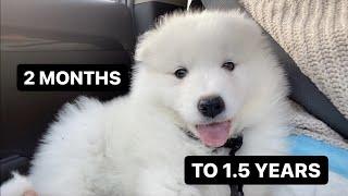 Watch Samoyed puppy growing up in New York City during pandemic!