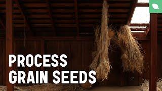 How to process grain seeds (manually)