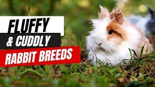 Fluffy and Cuddly Rabbit Breeds