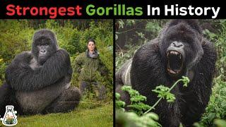 10 Most Powerful Gorillas in History