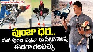 Sankranthi Pandem Kollu Is All Set For Competition And Top Secrets For Cock Winning | NewsQube