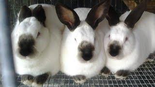 California White Rabbits | Large Bountiful Meat Producers