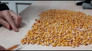 Как делают семена кукурузы?