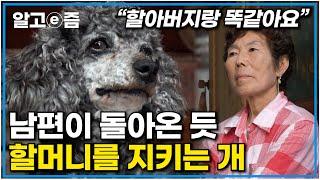 "남편이 보내줬다고 생각해요" 제주도 해녀 할머니의 반려견 '네오', 행동이 떠난 남편과 너무 닮았다는데..｜세상에 나쁜 개는 없다｜알고e즘